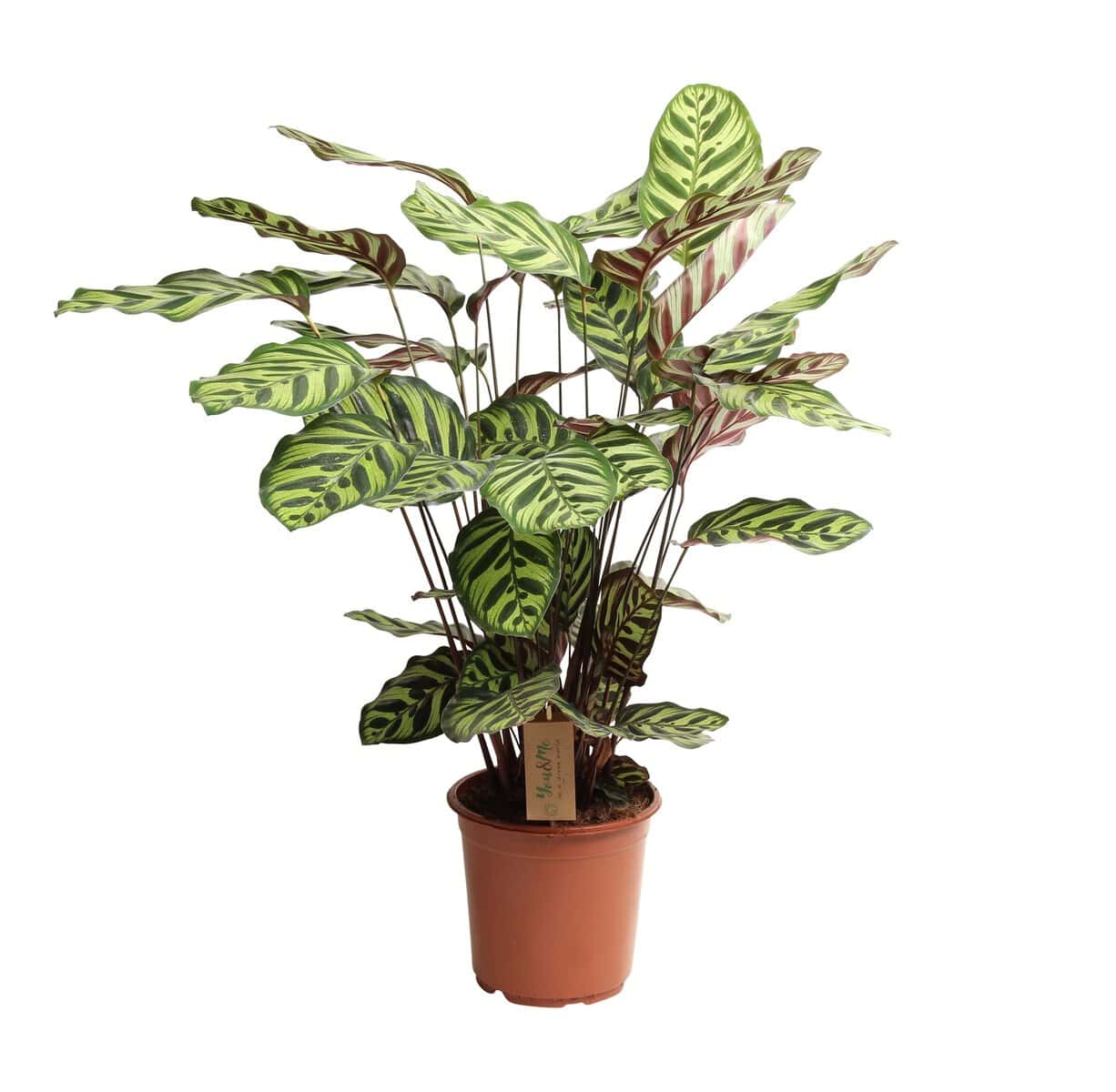 Calathea Makoyana - Tropisch plant - Pot 21cm - Hoogte 60-70cm bezorgen via Florastore