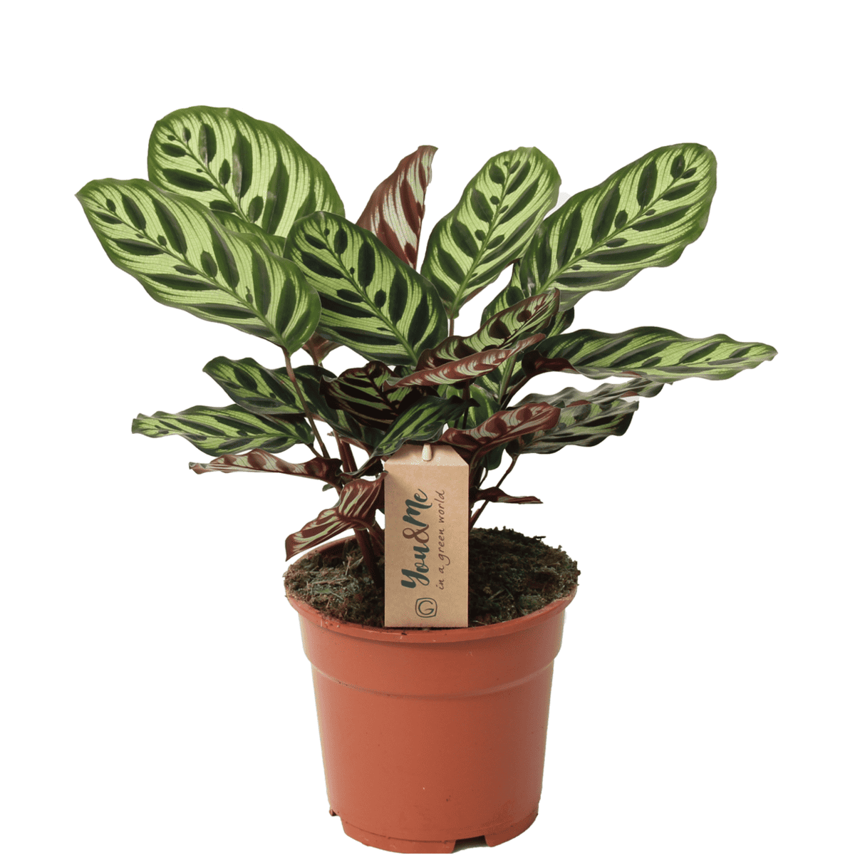 Calathea Makoyana - Tropische plant- Pot 17cm - Hoogte 40-50cm bezorgen via Florastore