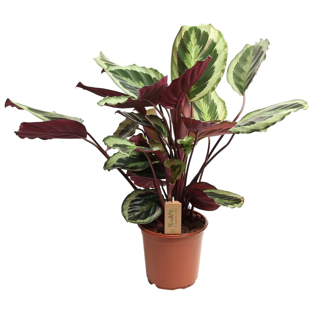 Calathea Marion - Tropische plant - Pot 21cm - Hoogte 60-70cm bezorgen via Florastore