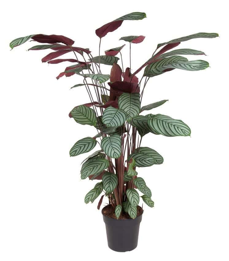 Calathea Oppenheimiana - Licht paarse bladeren - Pot 27cm - Hoogte 120-130cm bezorgen via Florastore