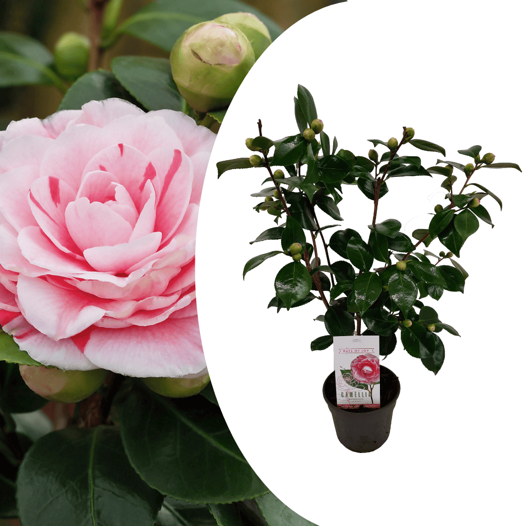 Camellia japonica'Bonomiana'- Japanse roos - Pot 15cm - Hoogte 50-60cm bezorgen via Florastore