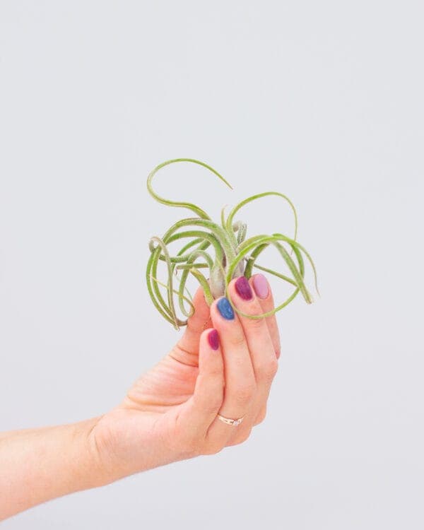 Caput Medusae (no shell) bezorgen via PLNTS