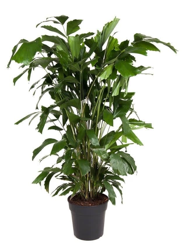 Caryota mitis - Groene kamerplant - Pot 27cm - Hoogte 120-130cm bezorgen via Florastore