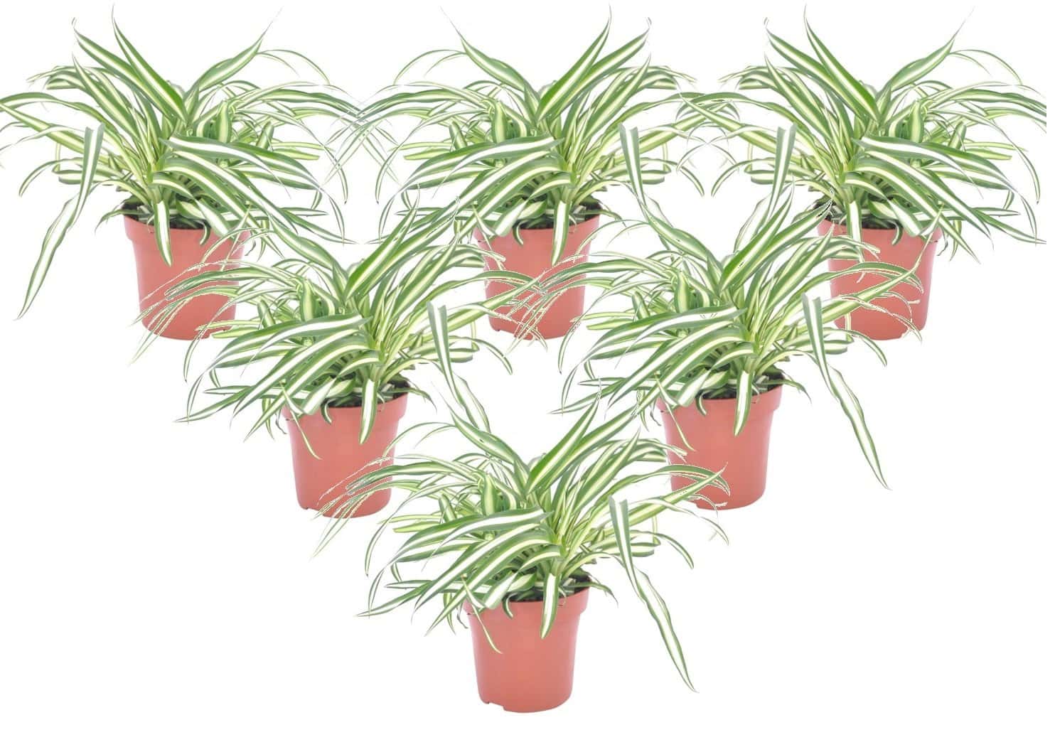 Chlorophytum comosum'Atlantic'- Set van 6 - Pot 12cm - Hoogte 25-40cm bezorgen via Florastore