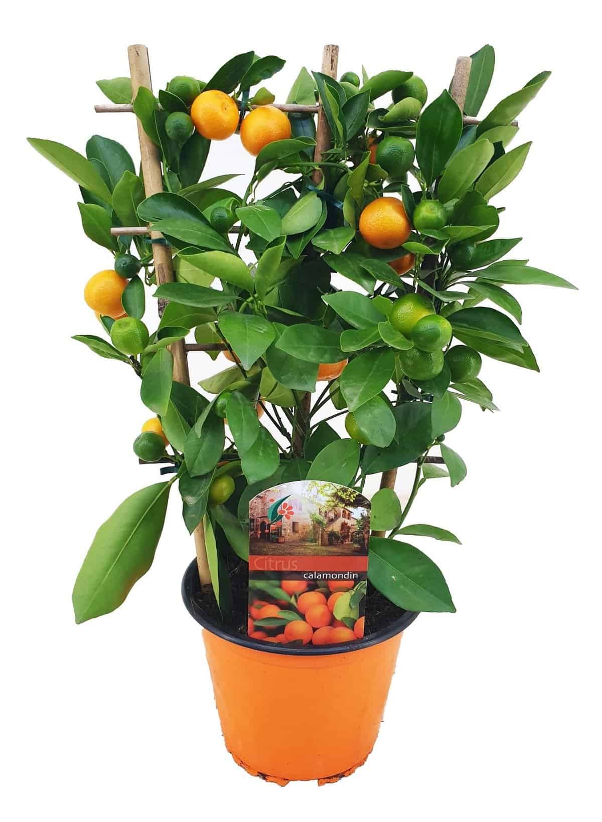 Citrus Calamondin op rek - Mini mandarijn - Pot 14cm - Hoogte 25-40cm bezorgen via Florastore