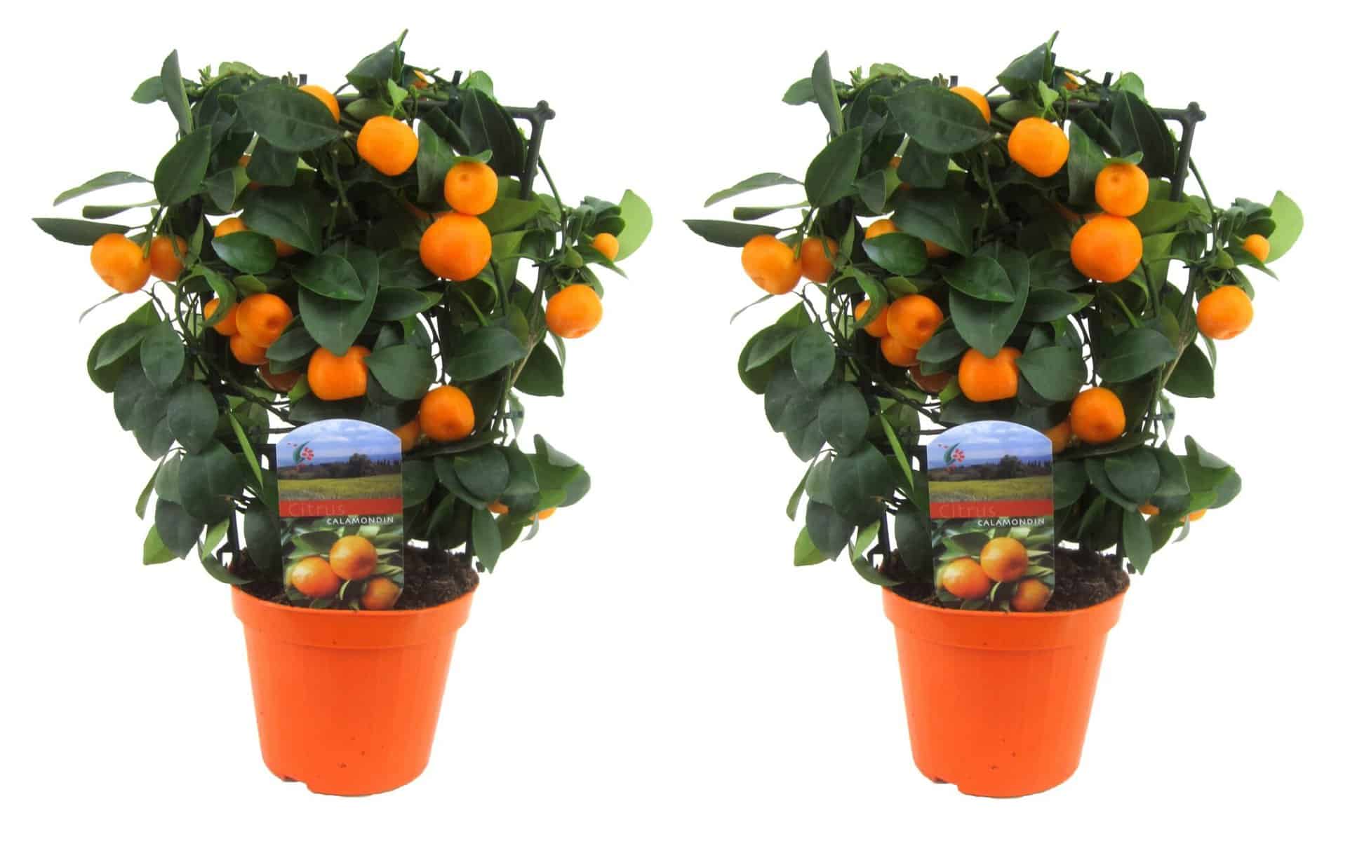 Citrus Calamondin op rek - Set van 2 - Mandarijn - Pot 14cm - Hoogte 25-40cm bezorgen via Florastore