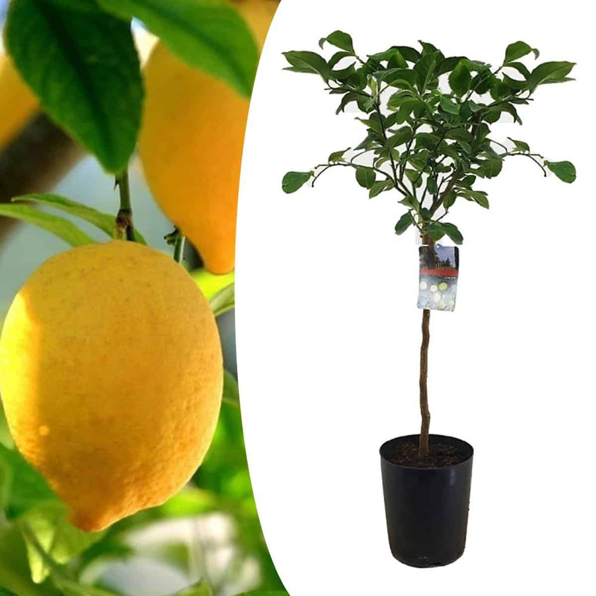 Citrus Limon XL stam - Citroenboom - Pot 19cm - Hoogte 100-120cm bezorgen via Florastore