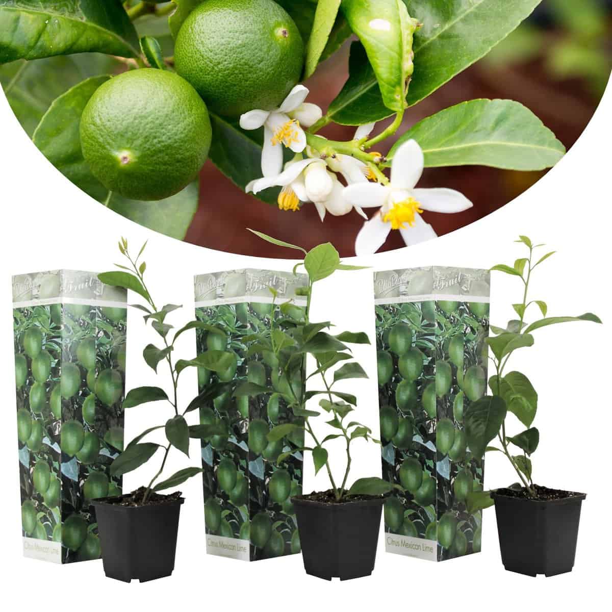 Citrus aurantifolia Limoen - Citroenboom - Set van 3 - Pot 9cm - Hoogte 25-40cm bezorgen via Florastore