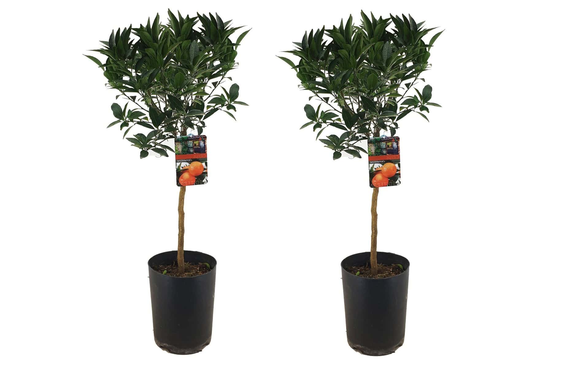 Citrus aurantium Tarocco - Set van 2 - Fruitboom - Pot 19cm - Hoogte 90-110cm bezorgen via Florastore