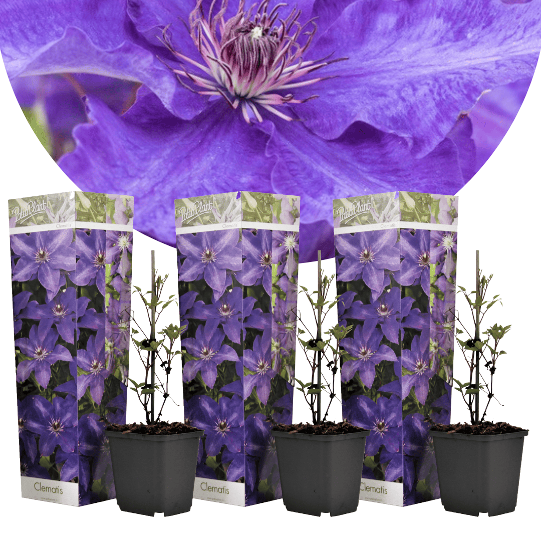 Clematis - Set van 3 - Tuinplant - Paars - Klimplant - Pot 9cm - Hoogte 25-40cm bezorgen via Florastore
