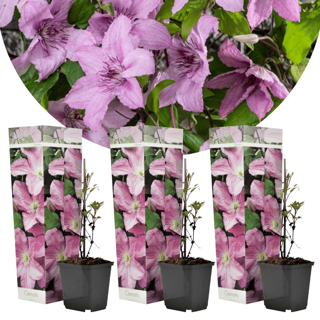 Clematis - Set van 3 - Tuinplant - Roze - Klimplant - Pot 9cm - Hoogte 25-40cm bezorgen via Florastore