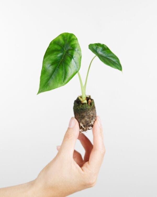 Clypeolata Green Shield bezorgen via PLNTS