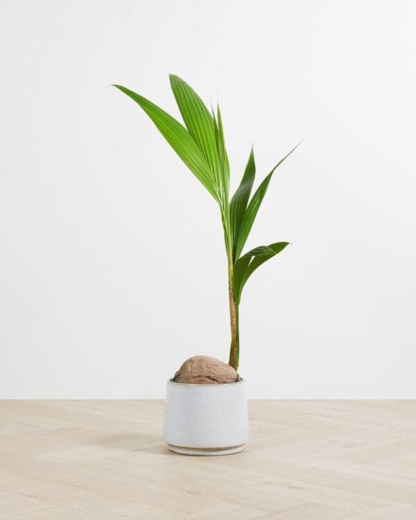 Coconut bezorgen via PLNTS