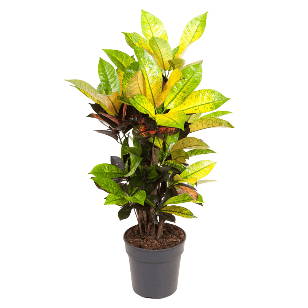 Codiaeum variegatum'Mrs. Iceton'- Uniek - Pot 19cm - Hoogte 60-70cm bezorgen via Florastore