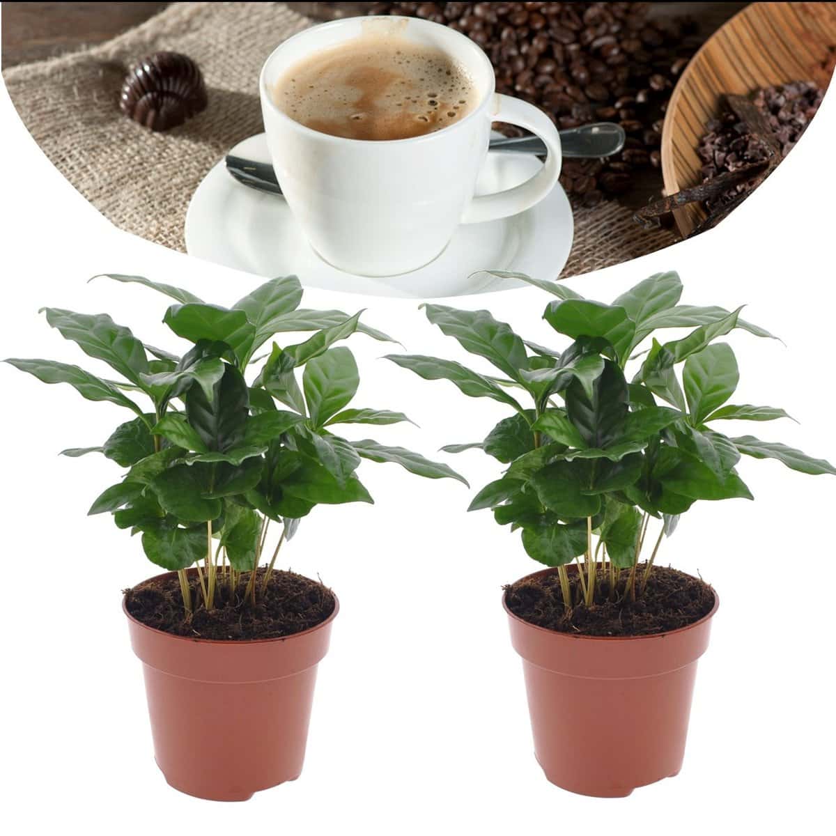 Coffea Arabica - Koffieplant - Set van 2 - Pot 12cm - Hoogte 25-40cm bezorgen via Florastore