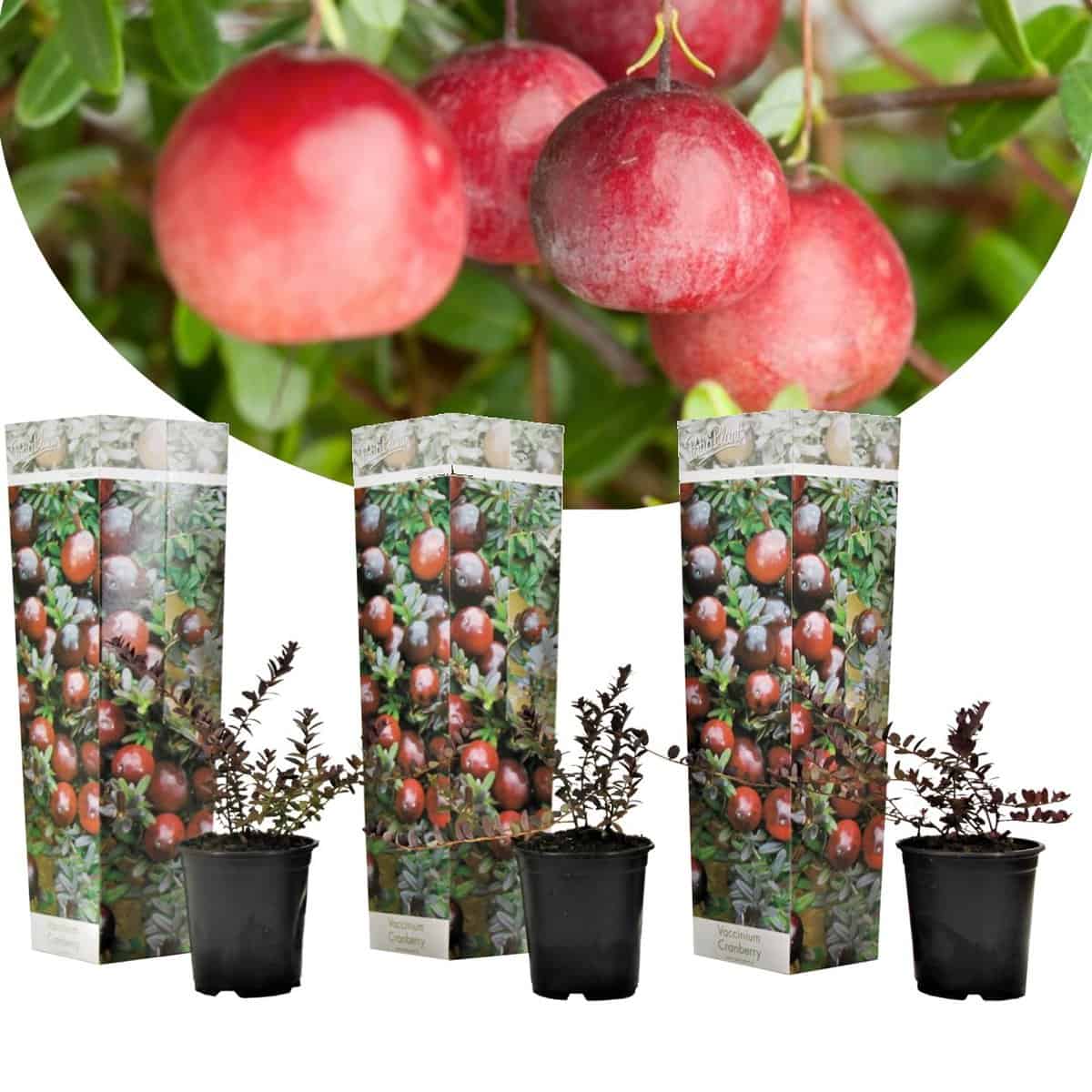 Cranberry - Set van 3 - Eetbaar - Tuinplanten - Pot 9cm - Hoogte 10-20cm bezorgen via Florastore