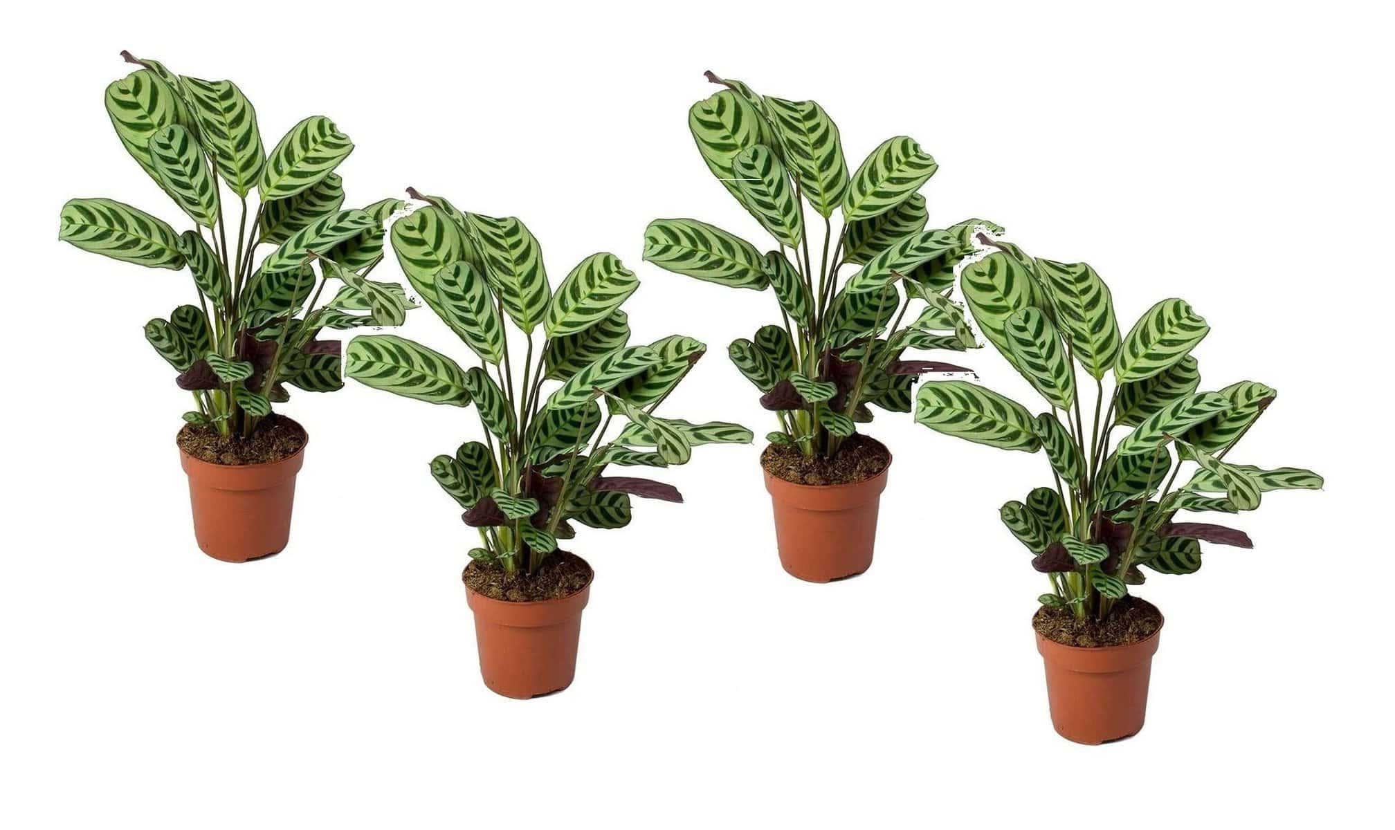 Ctenanthe'gebedsplant'- Set van 4 - Burle-marxii - Pot 12cm - Hoogte 25-40cm bezorgen via Florastore
