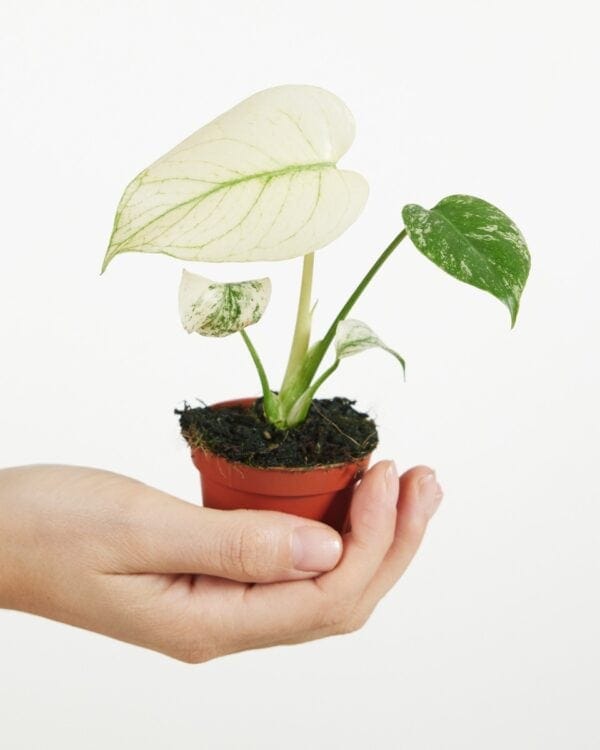Deliciosa Mint bezorgen via PLNTS