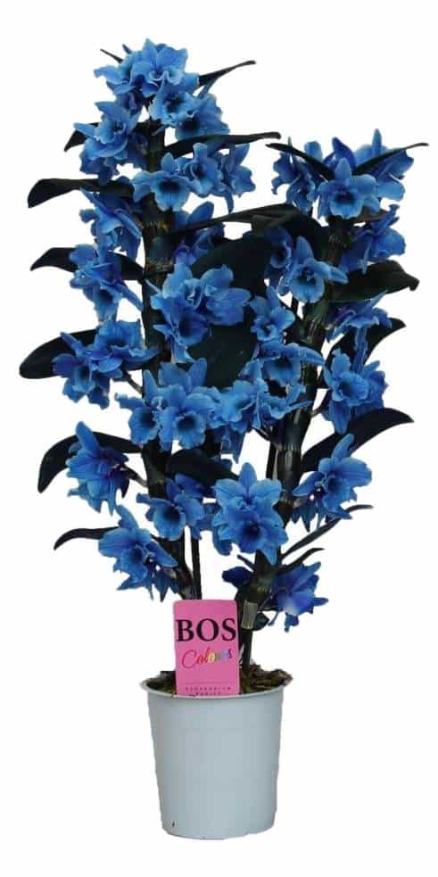 Dendrobium Nobilé -''Blauw''2-takken- geschilderd bezorgen via Florastore