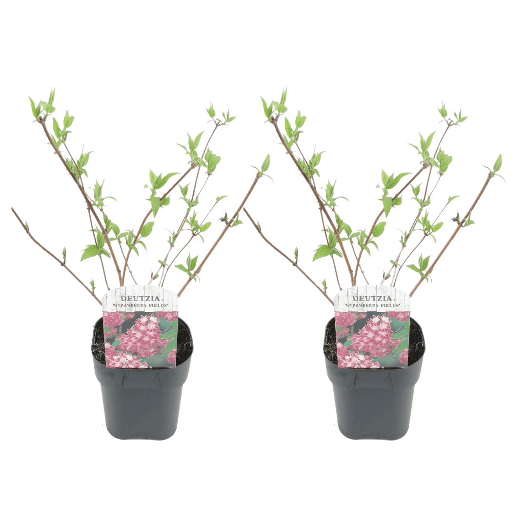Deutzia x hybrida'Strawberry Fields'- Set van 2 - Pot 17cm - Hoogte 25-40cm bezorgen via Florastore