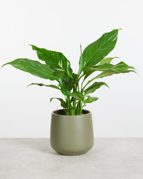 Diamond Variegata bezorgen via PLNTS