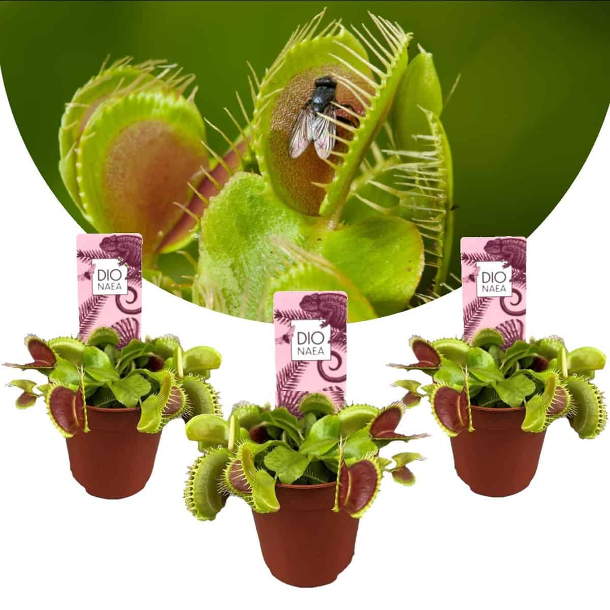 Dionaea Muscipula - Venus Vliegenvanger - Set van 3 - Pot 5