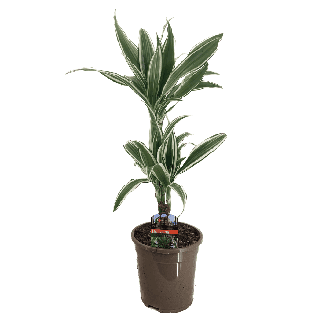 Dracaena Deremensis - White Stripe - Pot 17cm - Hoogte 60-70cm bezorgen via Florastore