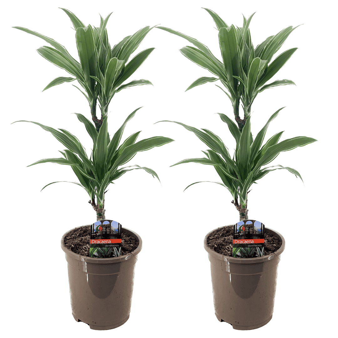 Dracaena deremensis'Warneckei'- Set van 2 - Potmaat 17 cm - Hoogte 60-70 cm bezorgen via Florastore