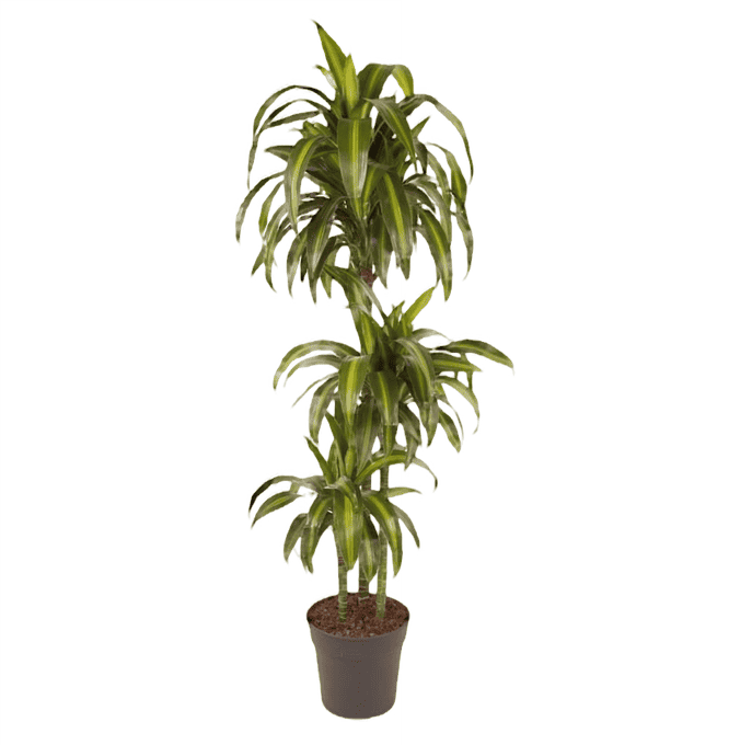 Dracaena fragrans -'Hawaiian Sunshine'- Pot 24cm - Hoogte 130-140cm bezorgen via Florastore