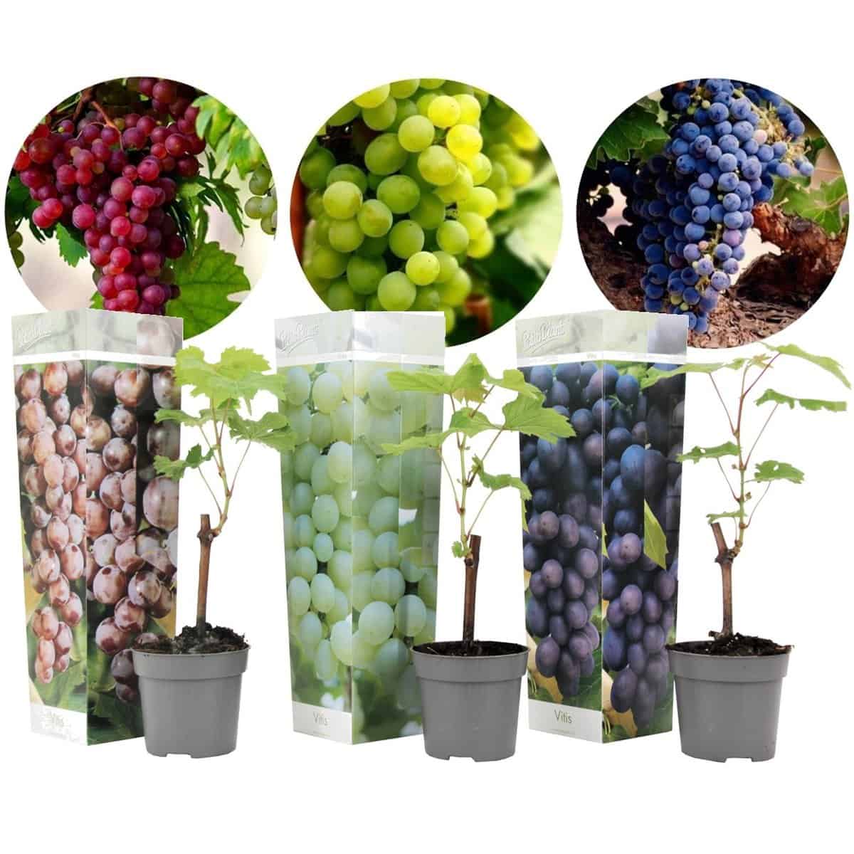 Druivenplanten - Mix van 3 - Vitis Vinifera - Druif - Pot 9cm - Hoogte 25-40cm bezorgen via Florastore