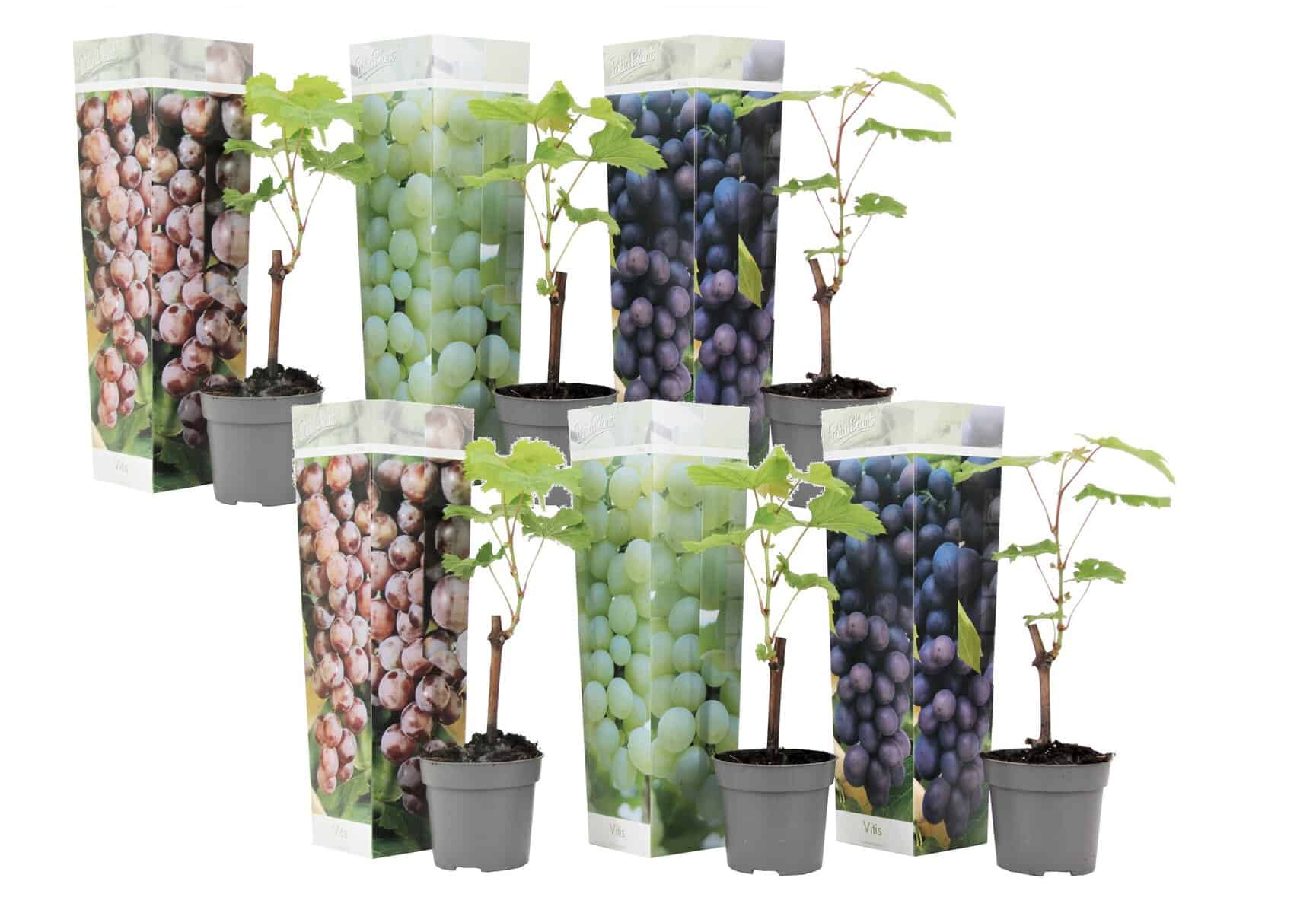 Druivenplanten - Mix van 6 - Vitis Vinifera - Druif - Pot 9cm - Hoogte 25-40cm bezorgen via Florastore