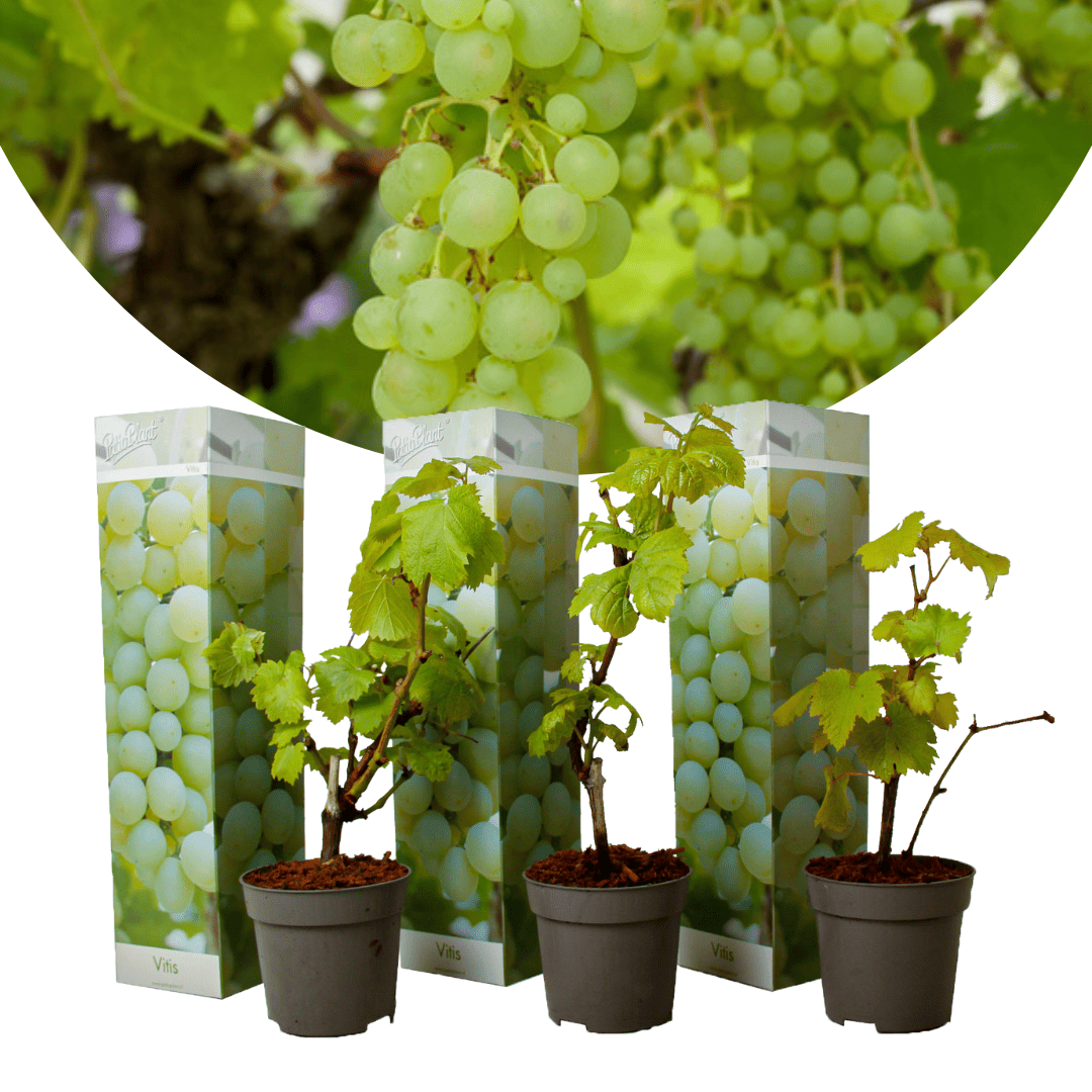Druivenplanten - Set van 3 - Vitis Vinifera - Wit - Pot 9cm - Hoogte 25-40cm bezorgen via Florastore