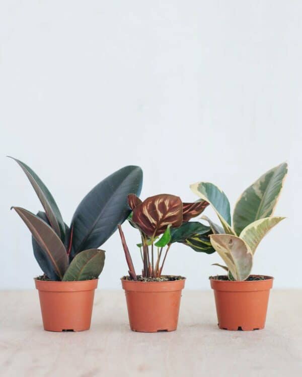 Easy Care Set S bezorgen via PLNTS