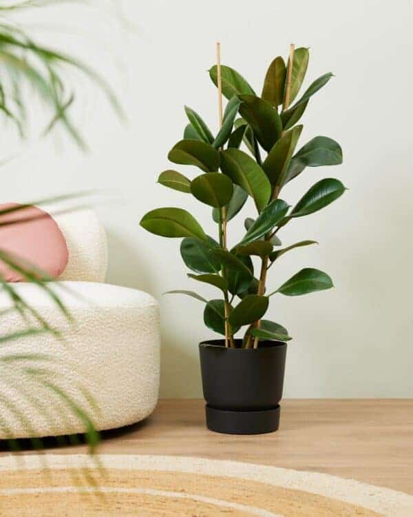 Elastica Robusta bezorgen via PLNTS