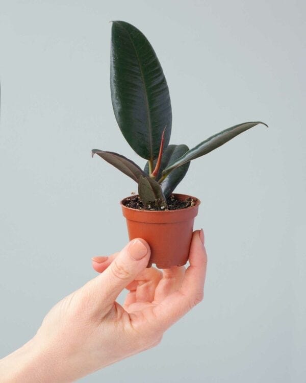 Elastica Robusta bezorgen via PLNTS