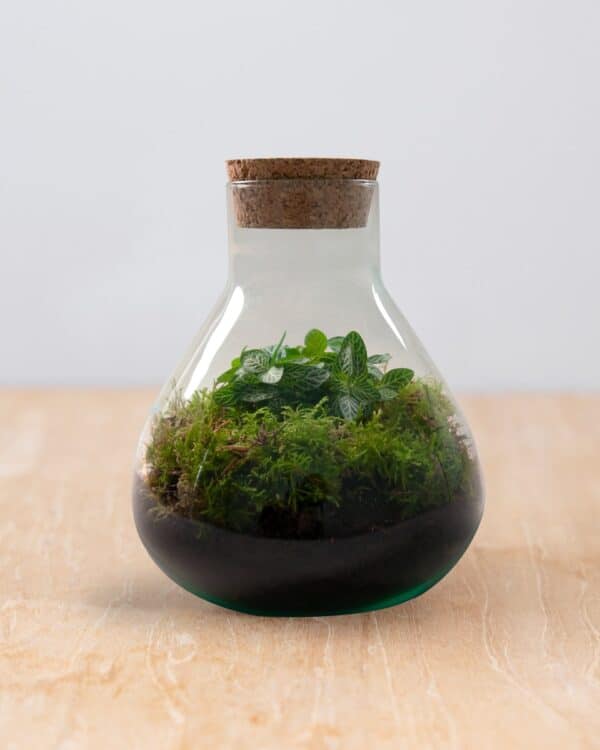 Emily Terrarium Starter Kit bezorgen via PLNTS