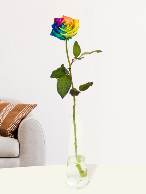 Enkele regenboog roos