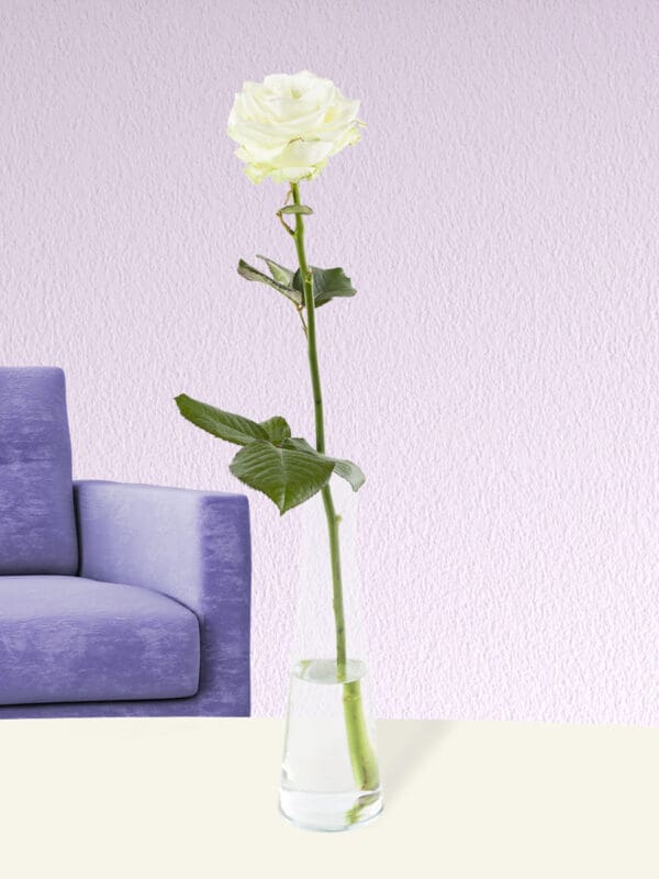 Enkele witte roos