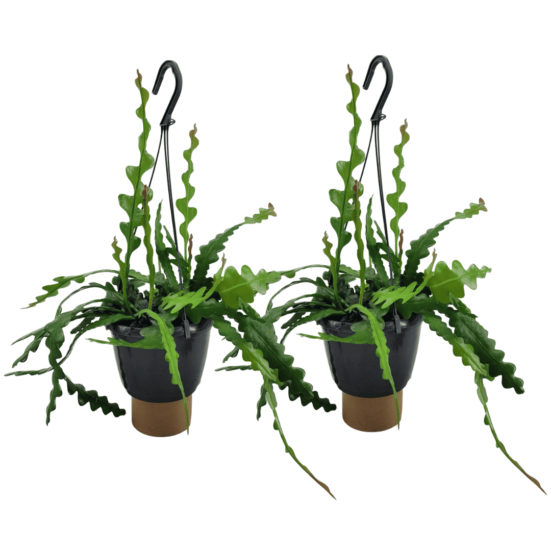 Epiphyllum Anguliger - Set van 2 - Zaagcactus - Pot 15cm - Hoogte 30-40cm bezorgen via Florastore