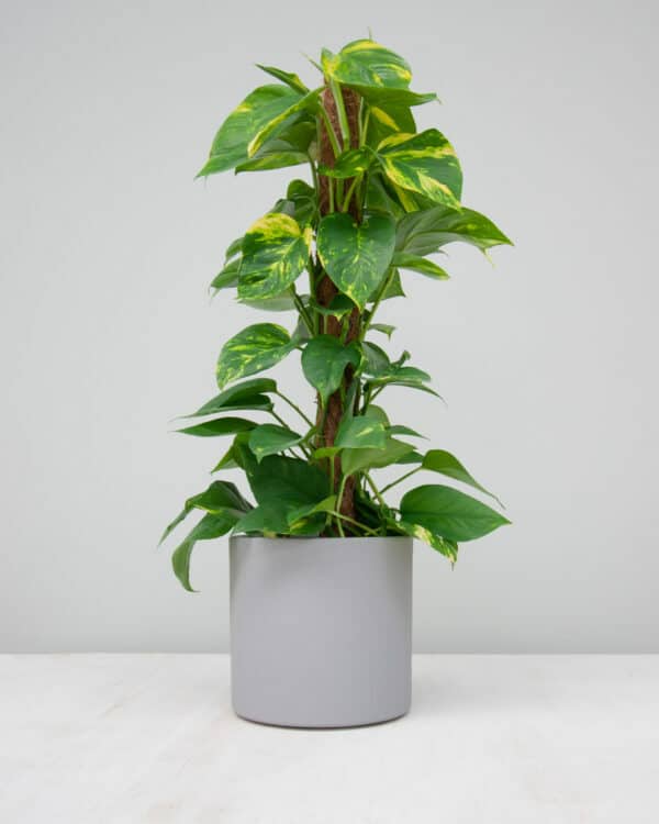 Epipremnum bezorgen via PLNTS