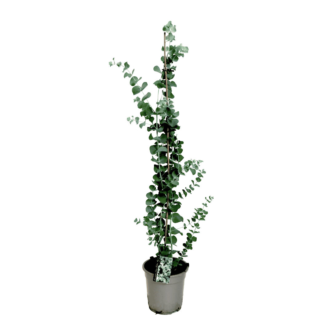 Eucalyptus Silver Dollar - Winterharde Eucalyptus - Pot 19cm - Hoogte 100-110cm bezorgen via Florastore