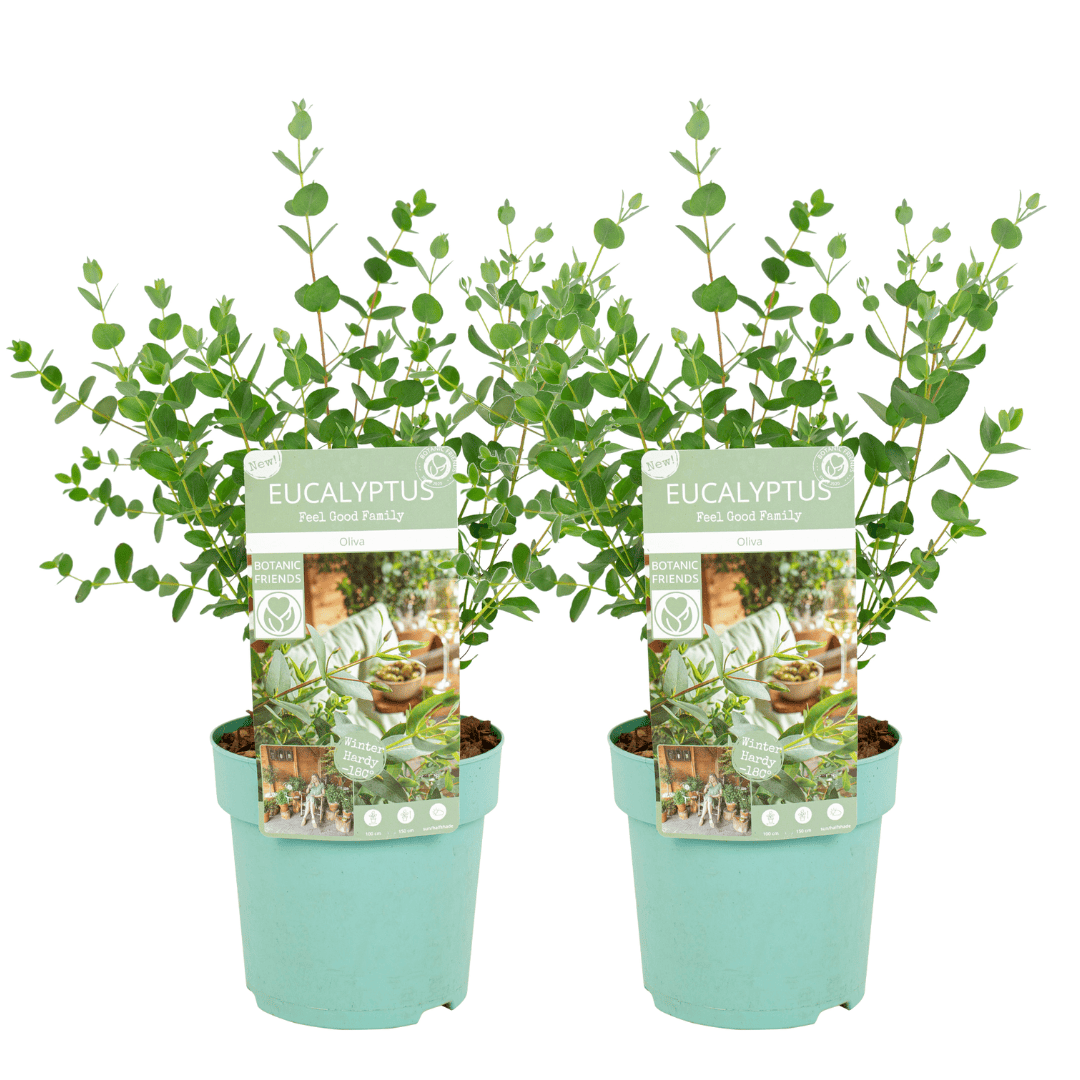 Eucalyptus parvifolia'Oliva'- Set van 2 - Pot 15cm - Hoogte 35-45cm bezorgen via Florastore