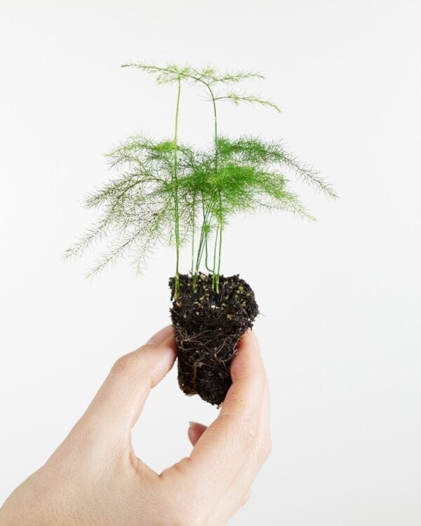 Fern bezorgen via PLNTS