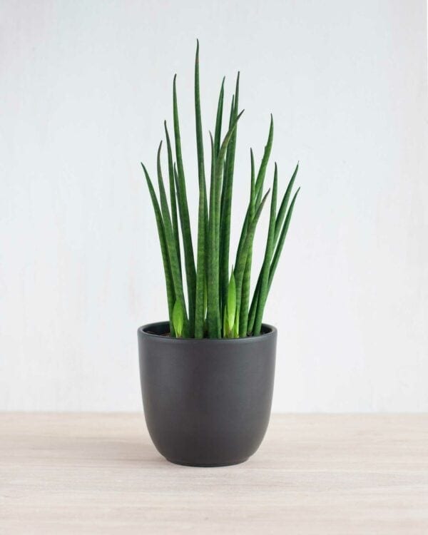 Fernwood Mikado bezorgen via PLNTS
