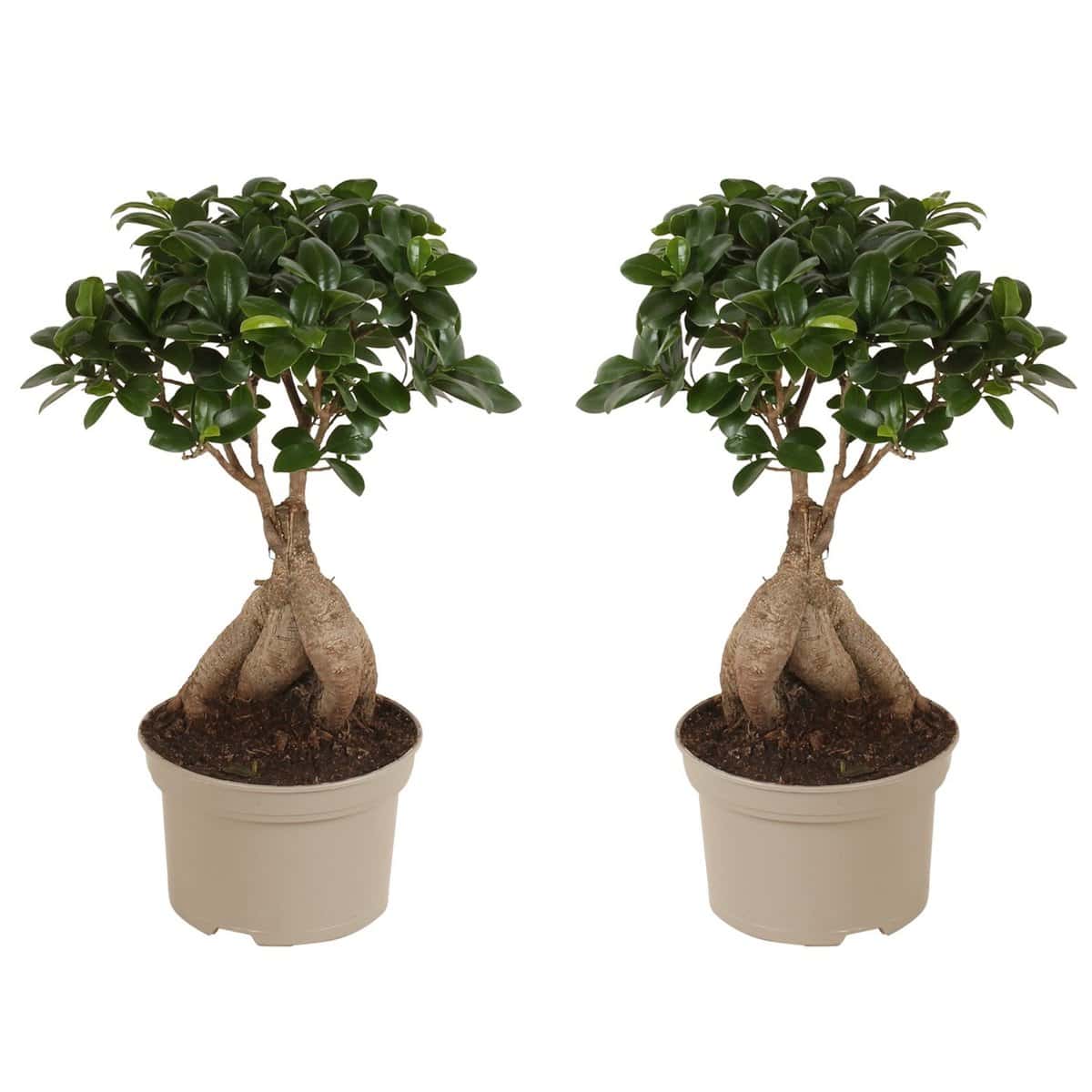 Ficus Ginseng - Japanse Bonsai - Set van 2 - Pot 12cm - Hoogte 30-40cm bezorgen via Florastore