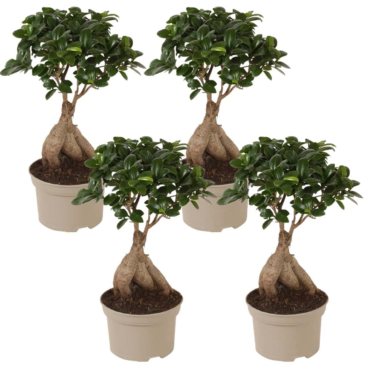 Ficus Ginseng - Japanse Bonsai - Set van 4 - Pot 12cm - Hoogte 30-40cm bezorgen via Florastore