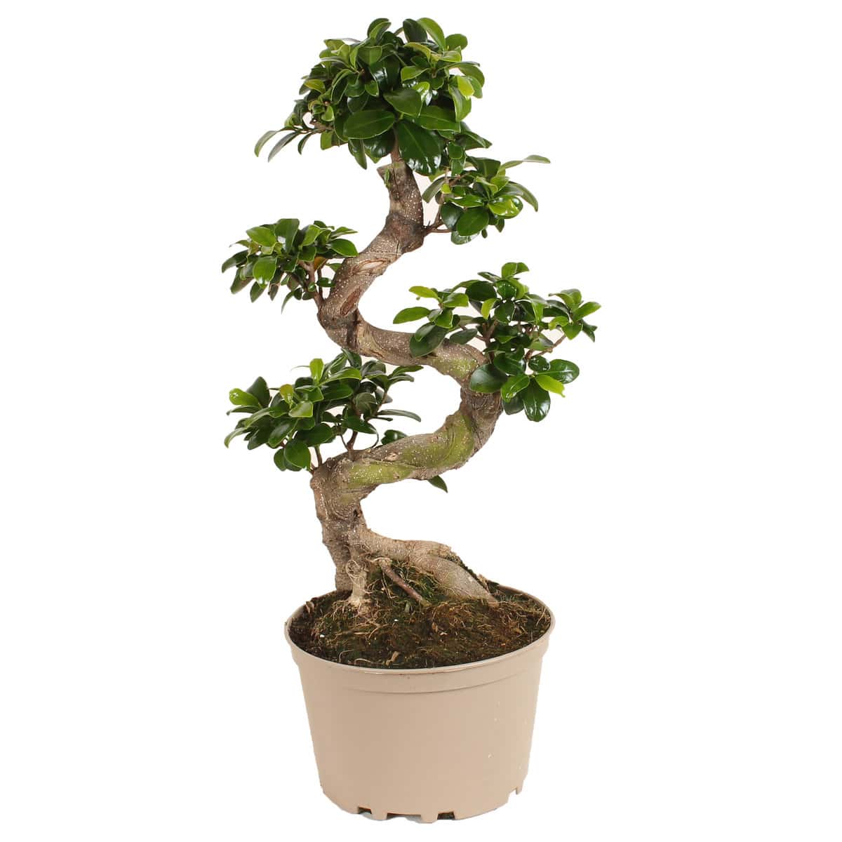 Ficus Ginseng S-Shape - Japanse Bonsai - Pot 20cm - Hoogte 55-65cm bezorgen via Florastore