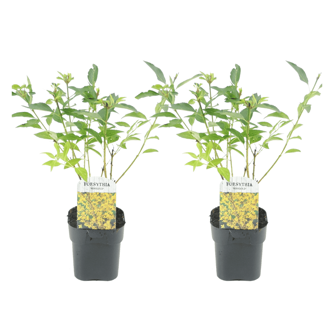 Forsythia intermedia'Minigold'- Set van 2 - Pot 17cm - Hoogte 25-40cm bezorgen via Florastore