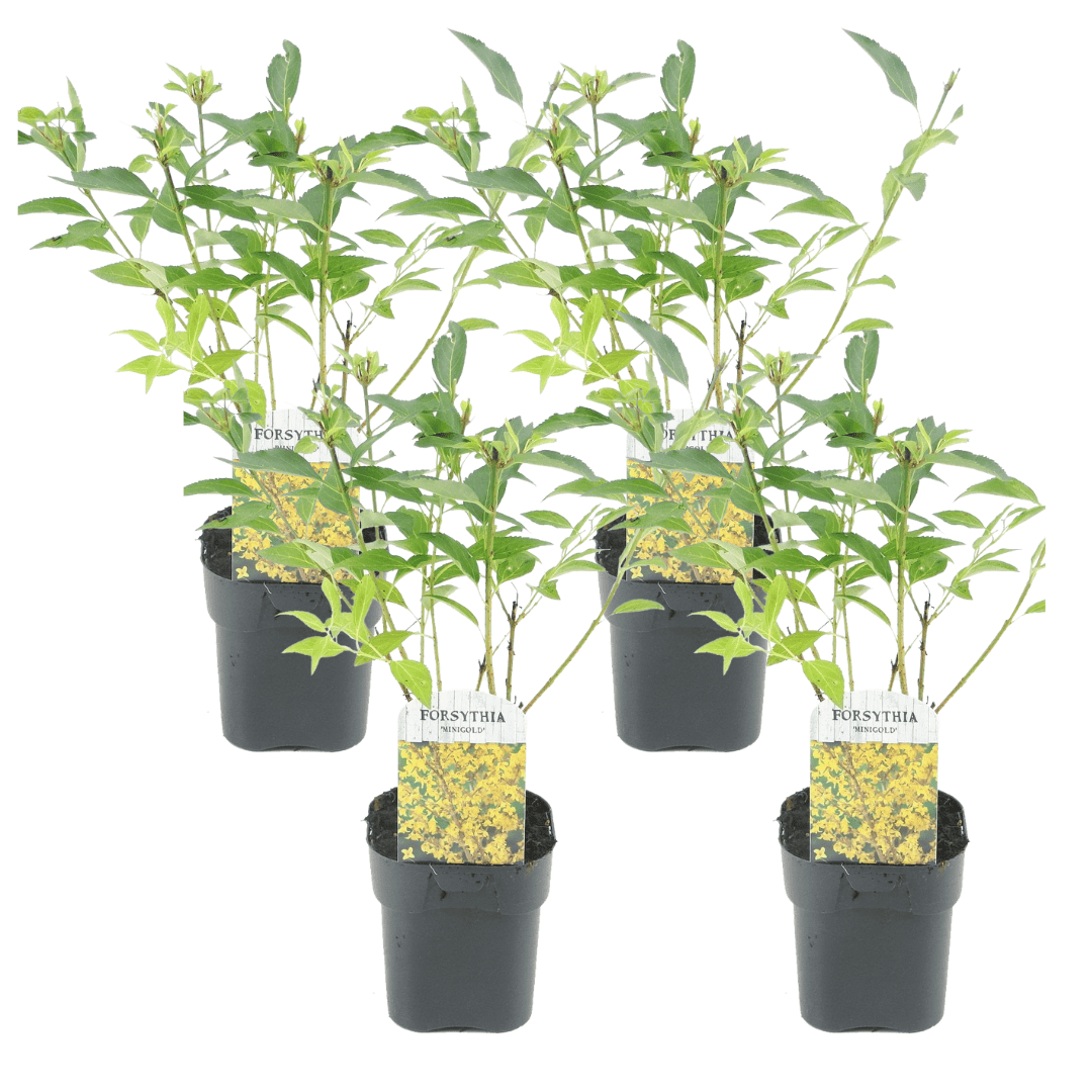 Forsythia intermedia'Minigold'- Set van 4 - Pot 17cm - Hoogte 25-40cm bezorgen via Florastore