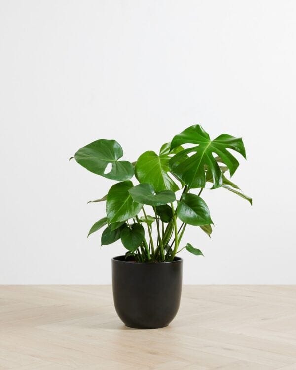 Gatenplant bezorgen via PLNTS